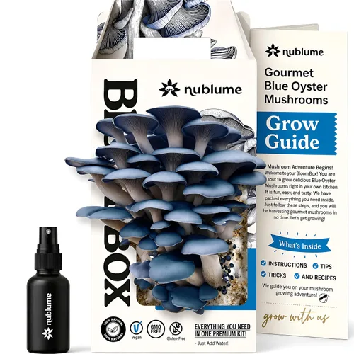BloomBox Kit de Cultivo de Setas Ostra Azules – Listo para Fructificar Regalo de Jardinería Interior – Tronco de Spawn Orgánico para Hongos Frescos