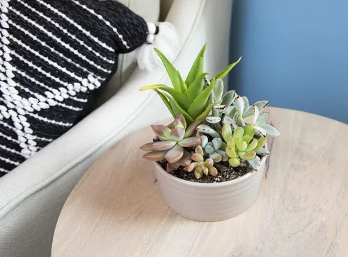 Miniatura 5 de Plantas suculentas viven en el jardín, plantas suculentas vivas, plantas vivas en maceta de color gris pardo, suculentas vivas, regalos únicos
