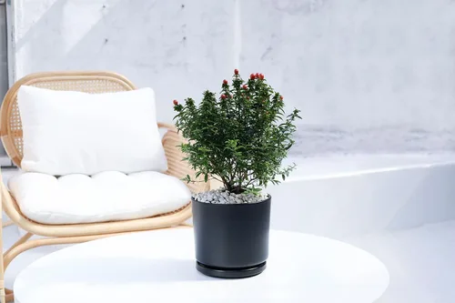 Miniatura 6 de Ekirlin - Macetas de 7 pulgadas para plantas, macetas de cerámica para flores en interiores, contenedores modernos de suculentas con plato