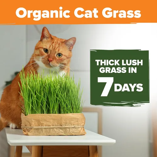 Miniatura 2 de HOME GROWN Mezcla orgánica de semillas de hierba de gato (avena y cebada) – 4 oz – Maceta de interior fácil