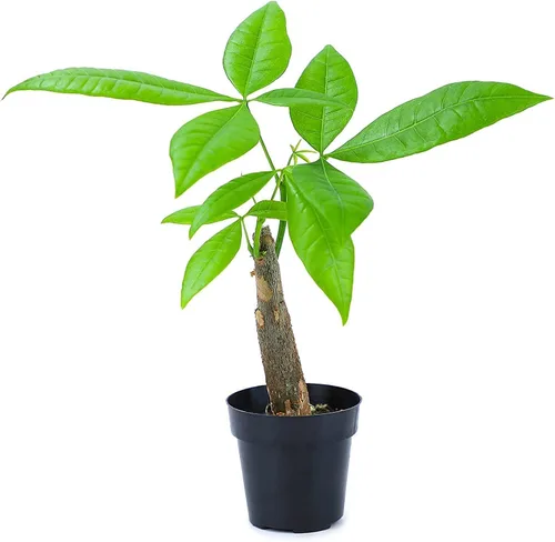Altman Plants, Planta de Árbol del Dinero Viva, Árbol del Dinero Pachira Aquatica, Árbol del Dinero Feng Shui Pachira Aquatica, Planta Pachira Árbol
