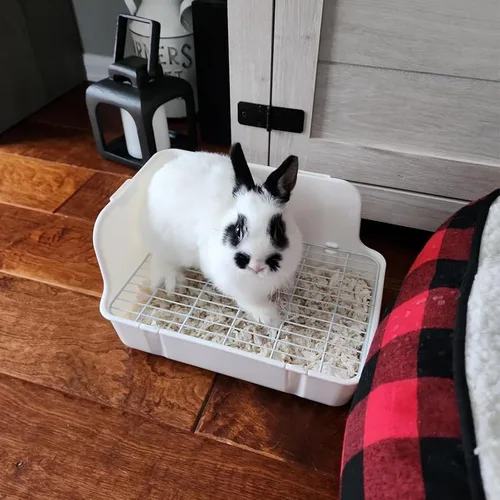 Miniatura 2 de Caja de arena de conejo para jaula de esquina de conejo, inodoro de animales pequeños con recogedor, escoba y juguetes masticables para chinchilla
