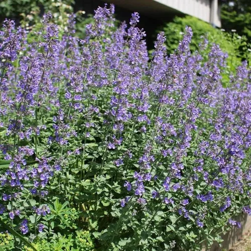 Miniatura 4 de Catmint Seeds- 'Blue Wonder'-(Nepeta Mussinii)-Compactas, tolerantes al calor, perenne (50 semillas)