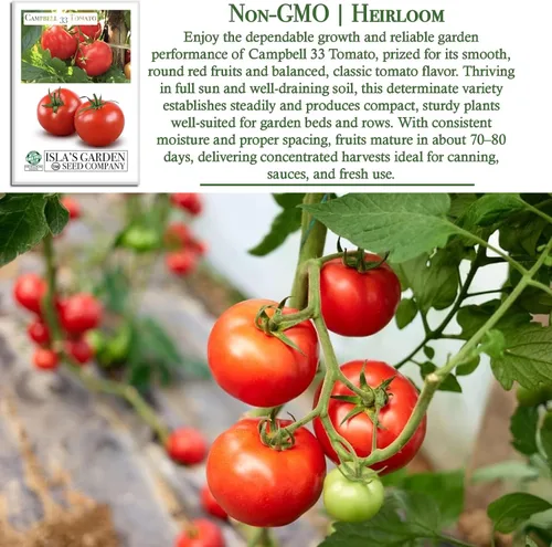 Miniatura 3 de Campbell - Semillas de tomate de 33 pulgadas, más de 100 semillas de reliquia sin OMG para plantar, ideales para tomates jugosos y sabrosos