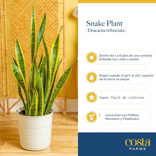 Miniatura 6 de Costa Farms - Planta de serpiente, Sansevieria, planta viva en maceta decorativa, fácil de mantener, suculenta purificadora de aire para interiores