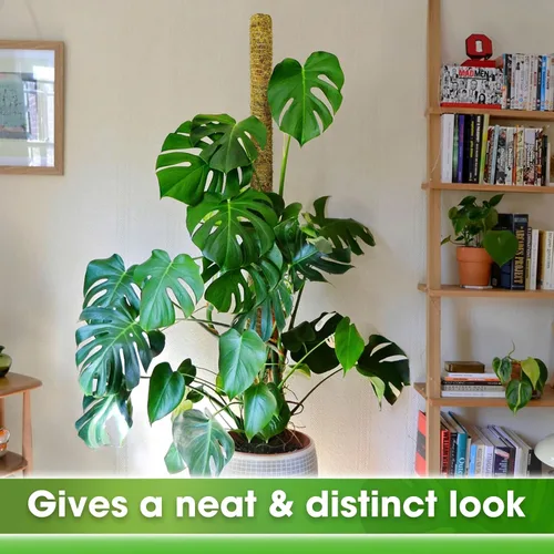 Miniatura 6 de DUSPRO Poste no doblable de 59 pulgadas para plantas trepadoras grandes, poste de musgo grande para Monstera, estacas para plantas