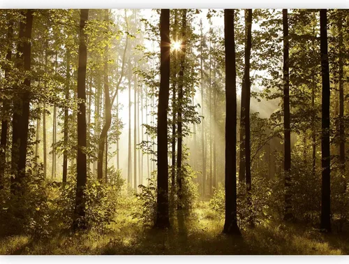 Miniatura 16 de artgeist Mural de pared premium Bosque púrpura, 79 x 55 pulgadas, papel tapiz no tejido, decoración de pared de vellón, impresión fotográfica