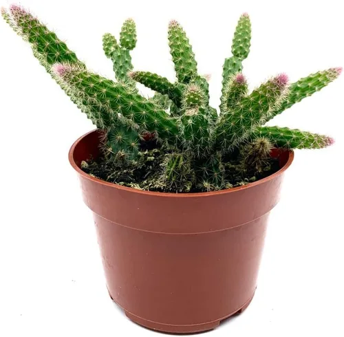 Miniatura 3 de Aporocactus Flagelliformis - Aporocactus Flagelliformis de 4 pulgadas con cola de rata rara planta viva, fácil de cultivar en interiores y RatTail