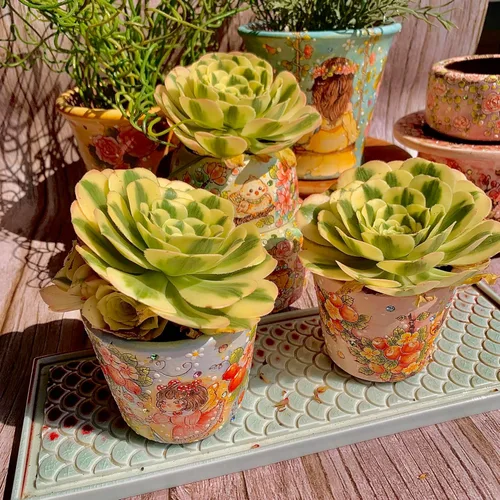 Miniatura 9 de Aeonium Maibakh - Kit de suculentas con maceta de plástico, planta viva de 3 pulgadas, tierra comprimida y guía, para escritorio de jardín y oficina