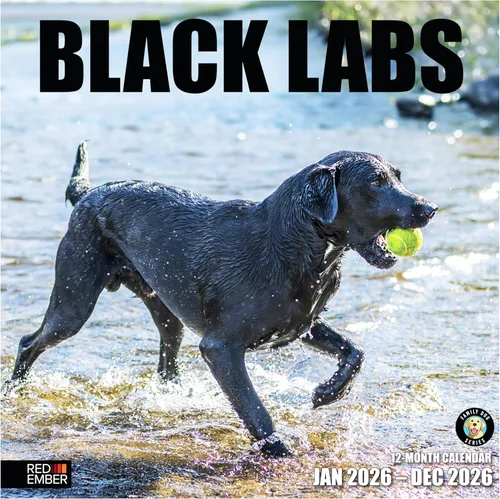 RED EMBER Black Labs - Calendario de pared 2026 de 12 meses, 12 x 24 pulgadas, abierto, papel grueso y resistente, para regalo, calendario 2026