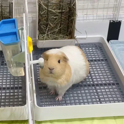 Miniatura 7 de Oncpcare Caja de arena de conejillo de indias de 15 x 12 pulgadas con rejilla, bandeja de arena para animales pequeños para jaula, bandeja de baño
