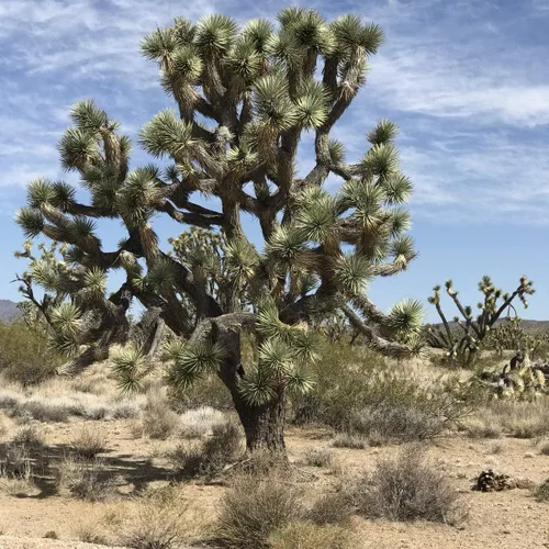 Joshua Tree Seeds - 10 semillas para cultivar - Árbol Joshua altamente apreciado - Fabricado en Estados Unidos, se envía desde Iowa
