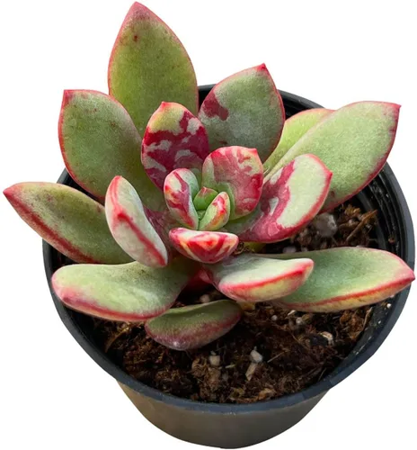 Miniatura 11 de Sprout N Green Sedum Dorado, Sedum adolphi, Mini suculenta viva totalmente enraizada en maceta de inicio de 2 pulgadas con mezcla de tierra, planta