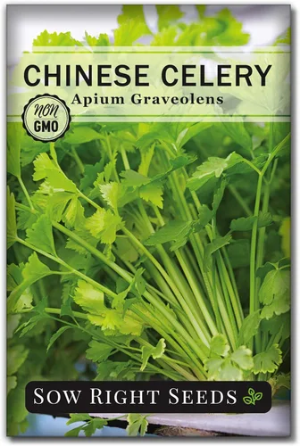 Sow Right Seeds - Semillas de apio chino para plantar - Paquete de semillas autóctonas sin OMG con instrucciones para plantar y cultivar un jardín
