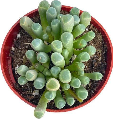 Miniatura 2 de Suculenta viva de 4 pulgadas "Baby Toes Fenestraria Rhopalophylla, plantas suculentas vivas completamente enraizadas, planta