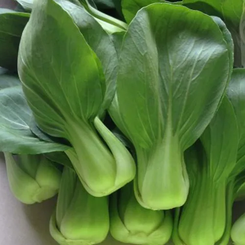 Semillas de col – Pak Choi – Wa Wa Qing – Híbrido – 1 onza ~ 11000 Semillas – Sin OMG, F1 Hybrid – Vegetal de jardín asiático