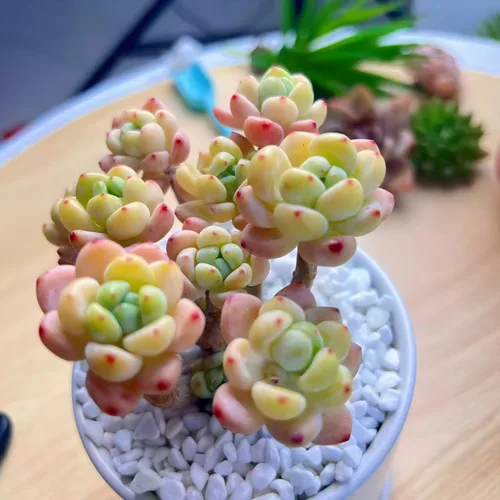 Miniatura 9 de Succulent Plants Live– Easy Care Bare Root Succulents for Indoor Outdoor Decor, Mini Live Plants for Home, Garden, Office, & Gift Ideas