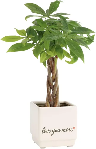 Miniatura 14 de Costa Farms Árbol del Dinero Planta Viva en Maceta Decorativa, Purificadora de Aire para Interiores, Perfecta para Decoración de Hogar, Habitación u