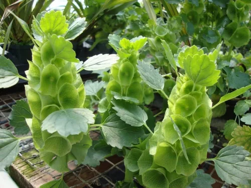 Miniatura 3 de Semillas Campanas de Irlanda Moluccella Shellflower Flores anuales
