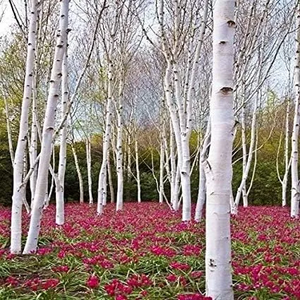 Miniatura 2 de Bonsái - Semillas de abedul de papel blanco para plantar Más de 100 semillas Fabricado en Estados Unidos - Muy apreciado por bonsái, árbol