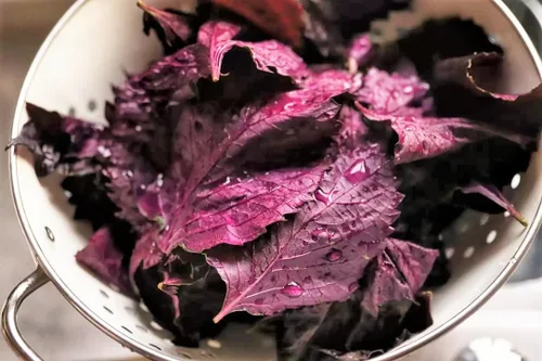 Miniatura 2 de TomorrowSeeds - Purple Perilla (Shiso) Seeds - 500+ Count & 500+ Korean Perilla - for 2026 Planting Aka Jiso Beefsteak Leaf Green Tia to KKaennip