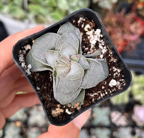 Miniatura 5 de Plantas suculentas vivas de USKC (Graptopetalum Superbum de 2 pulgadas)