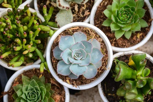 Miniatura 2 de Mezcla de semillas suculentas, más de 60 semillas, mezcla de especies de Echeveria, enviados desde Iowa, EE. UU. - Cultivar cactus suculentos