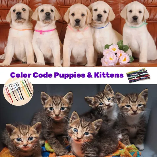 Miniatura 6 de Collares elásticos para cachorros para arena, 75 bucles de identificación ajustables surtidos para cachorros y gatitos recién nacidos, correas