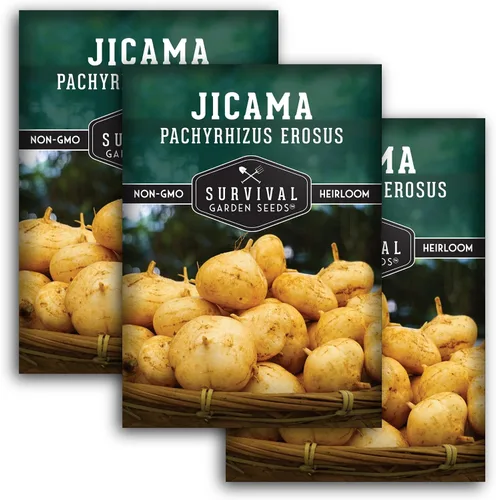 Miniatura 11 de Semillas de jícama para plantar – Nabo mexicano (Pachyrhizus Erosus), vegetal de raíz de ñame – Vid tolerante a la sequía de temporada cálida