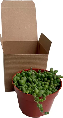 Miniatura 23 de Cadena de perlas (Senecio Rowleyanus) - Plantas vivas rastreras totalmente enraizadas y en floración - Rara planta de interior para decoración