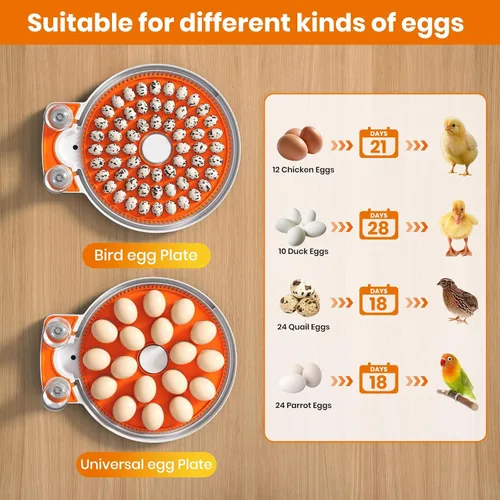 Miniatura 6 de Incubadoras para incubar huevos: capacidad de 18 huevos, girador automático de huevos, visualización de 360°, control de temperatura y humedad