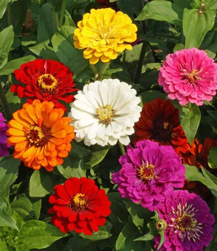 Miniatura 2 de Zinnia California Giant Mix Nice Garden Flower by Seed Kingdom Bulk 5,000 semillas