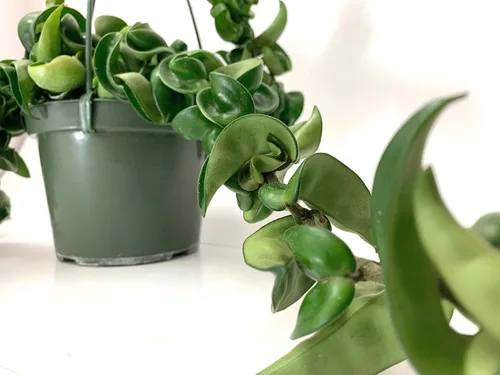 Hoya Compacta, también conocida como Hoya Cuerda Hindú, disponible en maceta de 4 pulgadas con una planta - Planta Purificadora de Aire - Plantas de