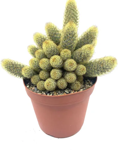 Miniatura 16 de Cactus de lirio de Pascua de 8 pulgadas, Echinopsis Subdenudata, totalmente enraizado, resistente y tolerante a la sequía, fácil de cultivar