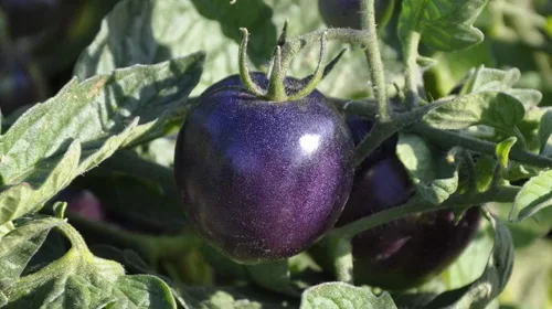 Miniatura 2 de Semillas Raras Tomate Indigo Rose American Blue Medium Vegetal para plantar Heirloom Non GMO