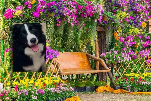 Miniatura 3 de AOYEGO Border Collie - Bandera de arpillera de doble cara de tela de alta calidad para perros, mascotas, cachorros, animales en blanco y negro