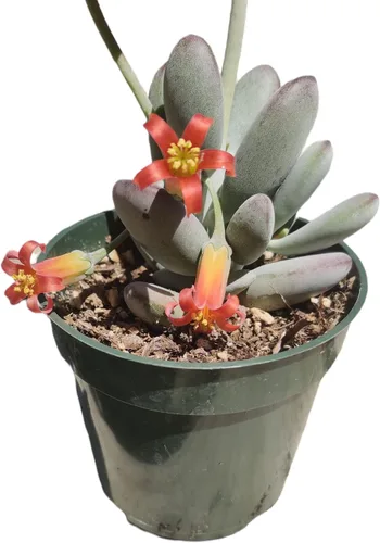 Miniatura 10 de Plantas suculentas vivas (maceta de 2 pulgadas Echeveria Lovely Rose)