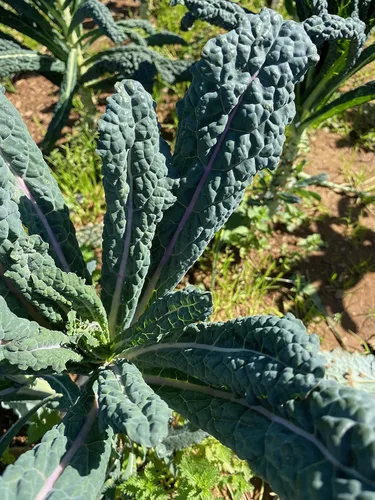 Miniatura 3 de Plant Good Seed Black Magic Lacinato - Semillas de col rizada, paquete de 150, semillas tradicionales para plantar verduras, suministros