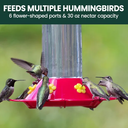 Miniatura 8 de Perky-Pet 209B-1SR - Comederos de vidrio para colibríes para colgar en exteriores, capacidad de néctar de 30 onzas líquidas, comedero para pájaros