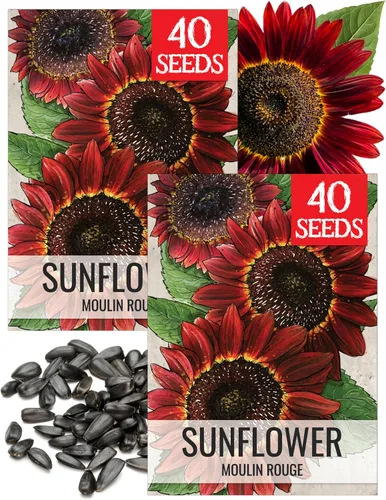 Miniatura 65 de Seed Needs Semillas de girasol para plantar girasoles de manchas solares enanas, semillas de flores de corte anual de polinización abierta