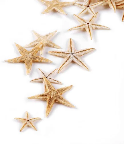 Miniatura 5 de 100 piezas pequeñas estrella de mar estrella de mar conchas de mar playa para manualidades 0.4"-1