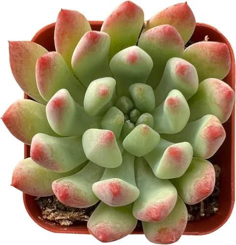 Miniatura 15 de Sprout N Green Echeveria 'Snow Angel', suculenta viva totalmente enraizada en maceta de 2 pulgadas, planta de casa para el hogar, oficina, boda