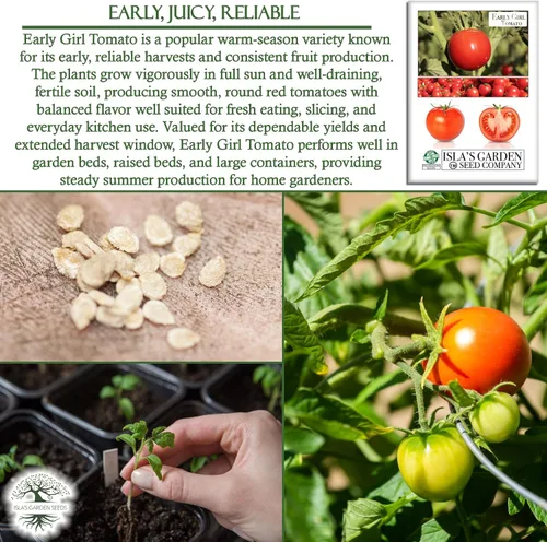 Miniatura 5 de Semillas de tomate Early Girl para plantar, más de 25 semillas por paquete, semillas de jardín de Isla (semillas de jardín de Isla), semillas sin