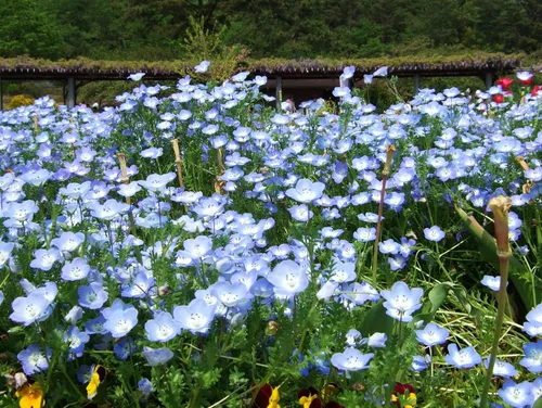 Miniatura 4 de TomorrowSeeds - Semillas Baby Blue Eyes - Más de 6000 unidades - para plantar Nemophila Menziesii 2026, flor azul cielo, cubierta de suelo japonesa