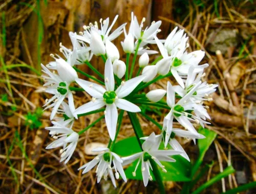 Miniatura 2 de Wild Garlic Ramsons Buckrams Wild Onion 40 semillas sin OMG para plantar