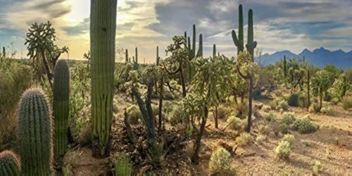 Miniatura 9 de YongFoto Fondo de fotos de poliéster con vista del desierto de cactus, arbusto verde, rocoso, morado, roca salvaje oeste, paisaje natural, fondo
