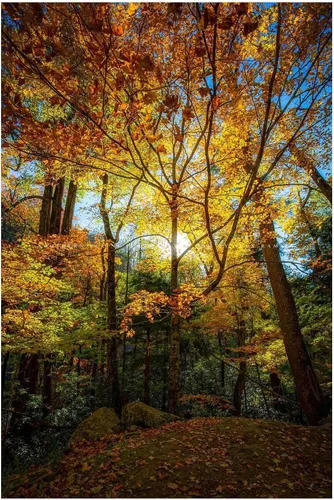 Impresión de fotografía de bosque (sin marco) Imagen vertical de hojas iluminadas por la luz del sol en el día de otoño en grandes montañas