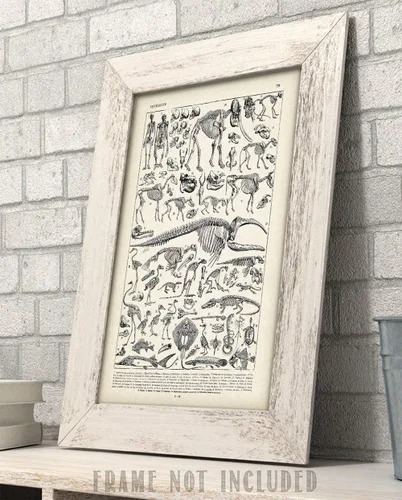 Miniatura 4 de Ilustración de esqueletos de animales de 11 x 14 pulgadas, impresión artística sin marco, arte de pared de biología vintage, póster educativo