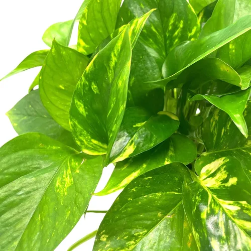 Miniatura 3 de BubbleBlooms Pothos dorados, Pothos abigarrados de 6 pulgadas, Epipremnum aureum, Hiedra del Diablo