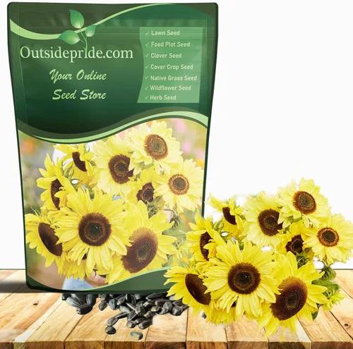 Outsidepride Lemon Queen Semillas de girasol para plantar, 1/4 libras anuales, fáciles de cultivar con flores vibrantes y abundantes para arreglos